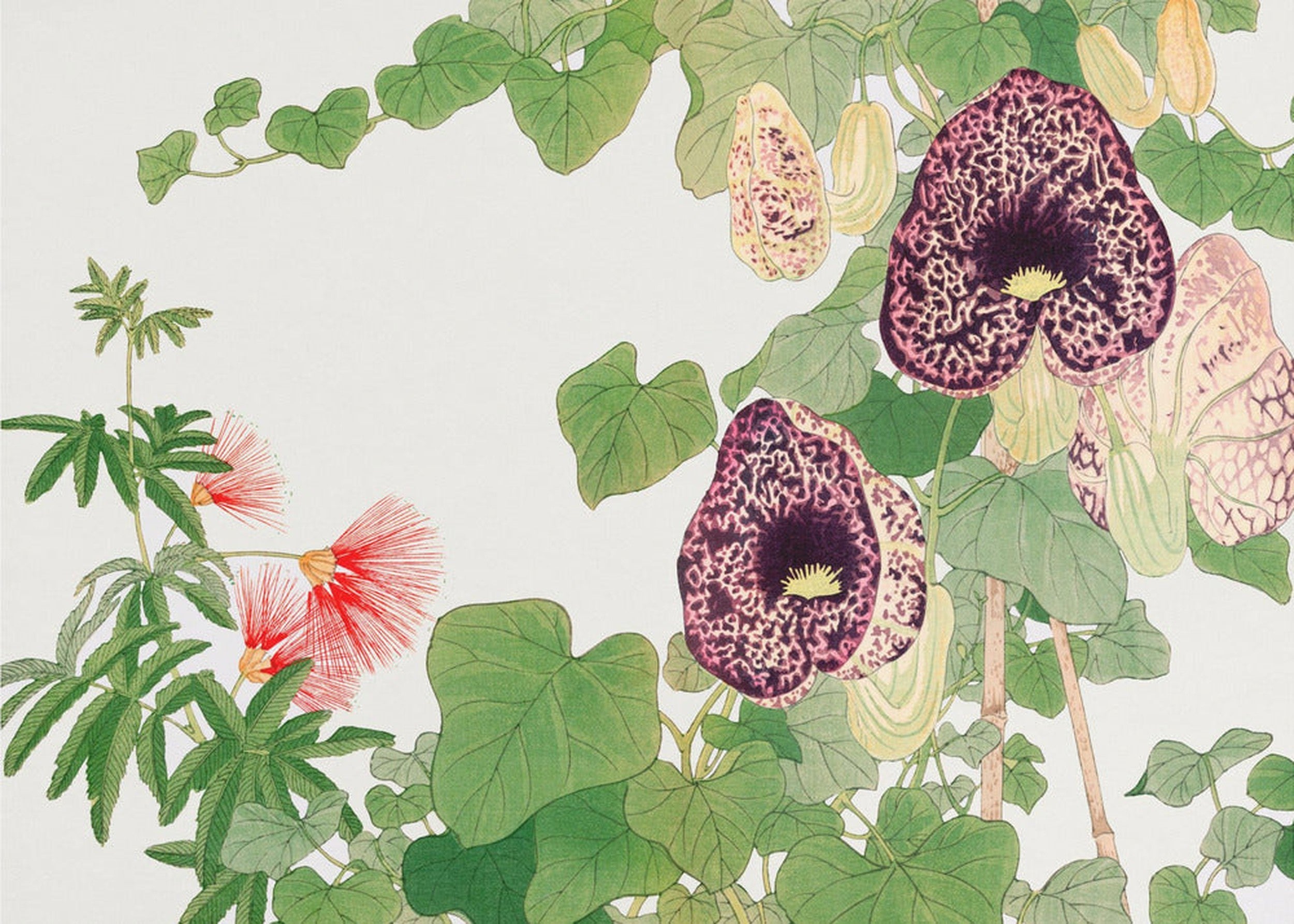 Albizia & Aristolochia Flower No.2