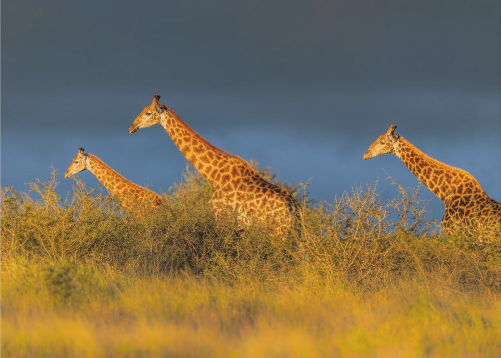 Giraffer ved solnedgang