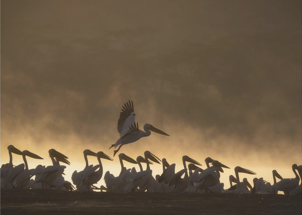 Pelicans