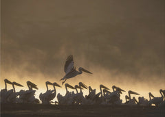 Djur Pelicans – kvalitetsprodukt för ett vackrare och mer hållbart hem