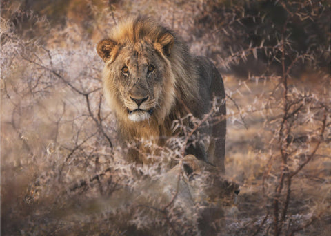 The King - majestätiskt lejonfototapet med gyllene toner