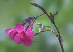 Blommor Fresh Start – Kolibri bland rosa fototapet – fototapet med unikt motiv som skapar en inspirerande fondvägg