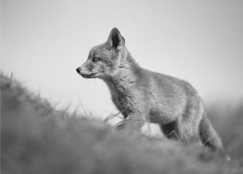 Red Fox kit