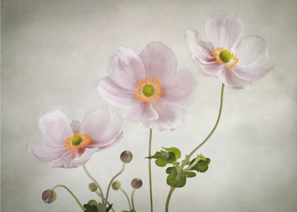 Anemones