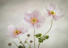 Blommor Anemones – kvalitetsprodukt för ett vackrare och mer hållbart hem