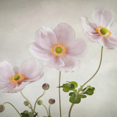 Anemones rumsbild 3