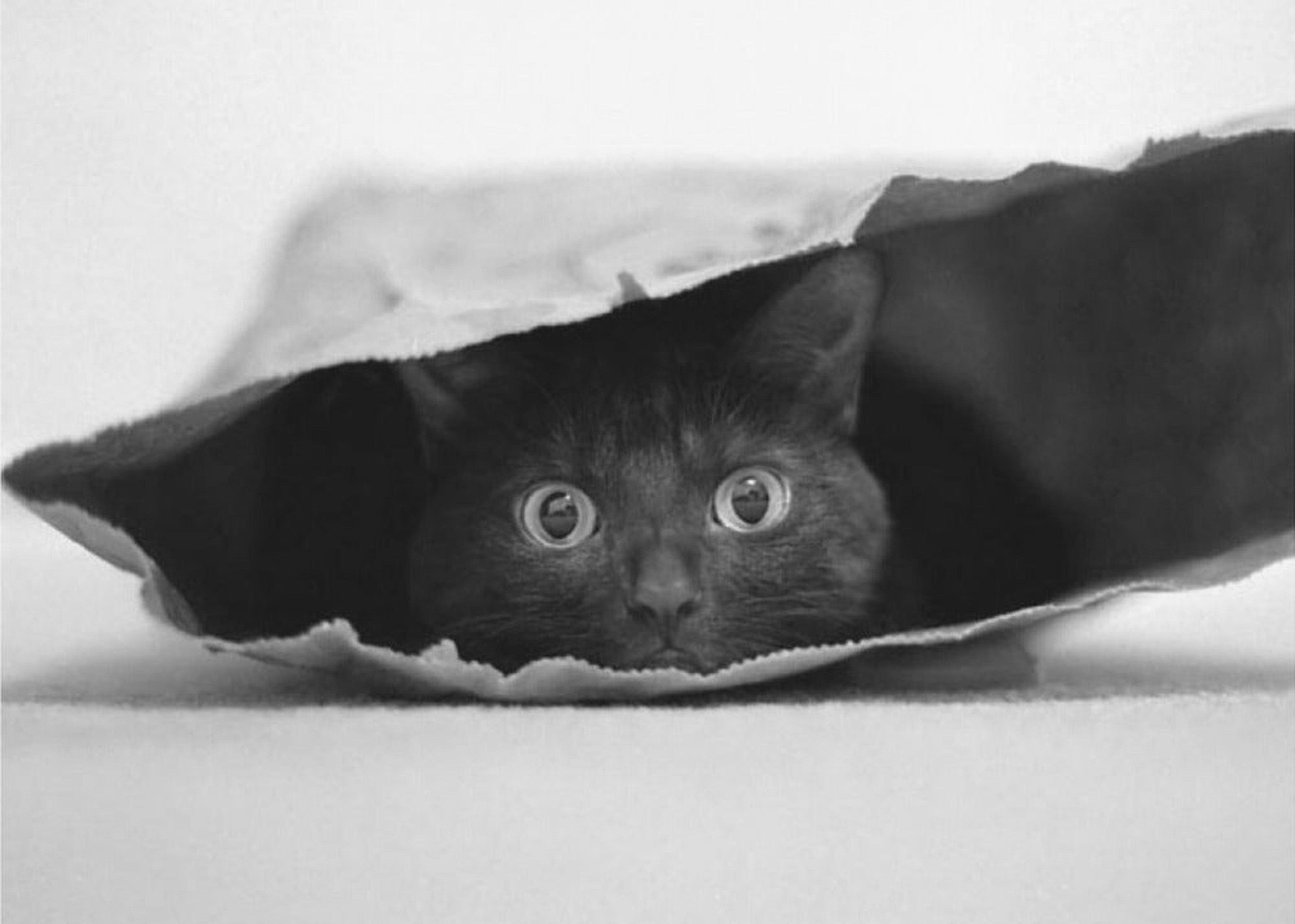 Cat in a bag