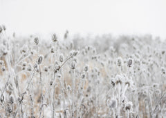 Winter Field 5