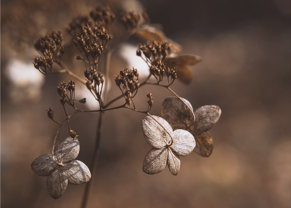 Rustic Dried Hydrangeas