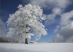 Frozen Winter Tree