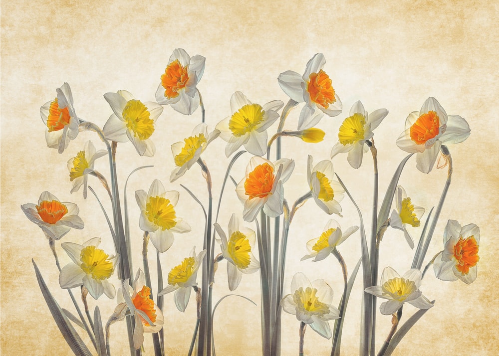 Vibrant Spring Daffodils