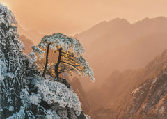 Snowy Golden Pines