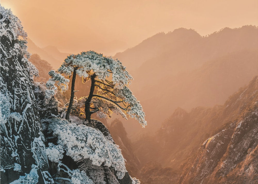 Snowy Golden Pines