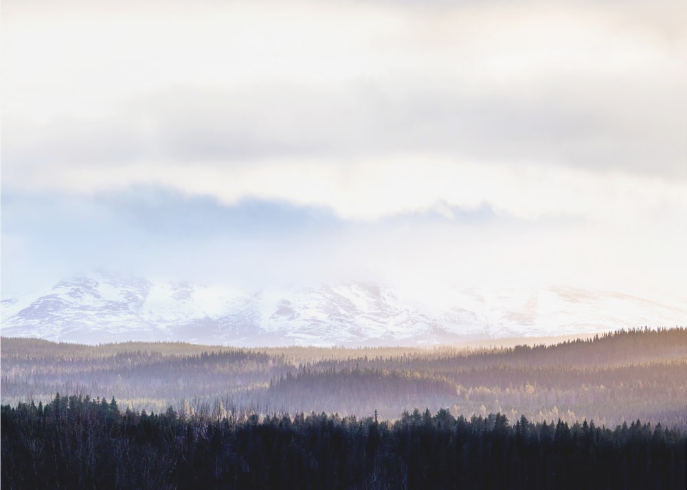 Misty Mountain Forest