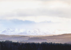 Misty Mountain Forest