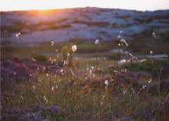 Cotton Grass Sunset Glow