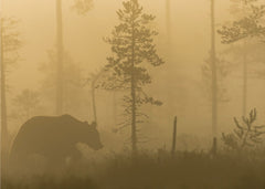 Djur Morning Fog – kvalitetsprodukt för ett vackrare och mer hållbart hem