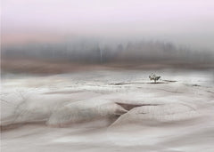 Solitary Winter Tree