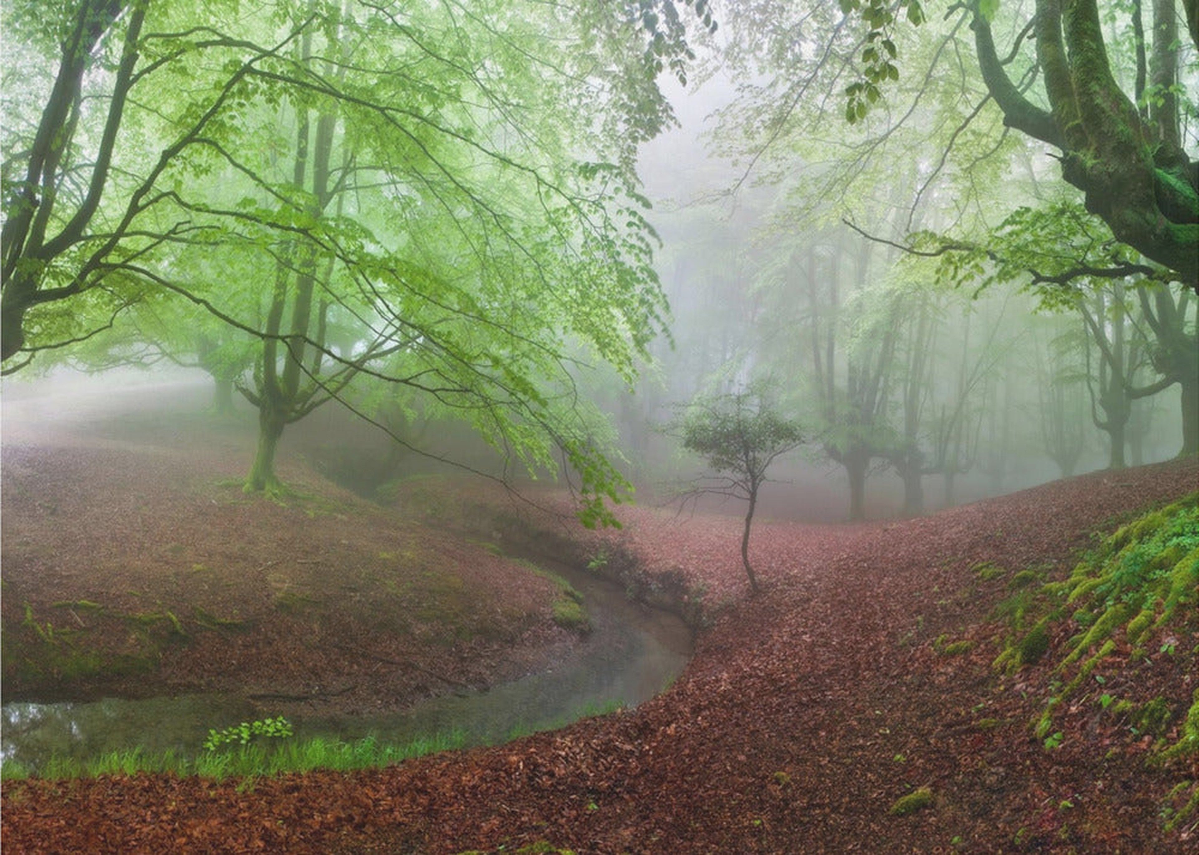 The FOREST MARAVILLADOR III