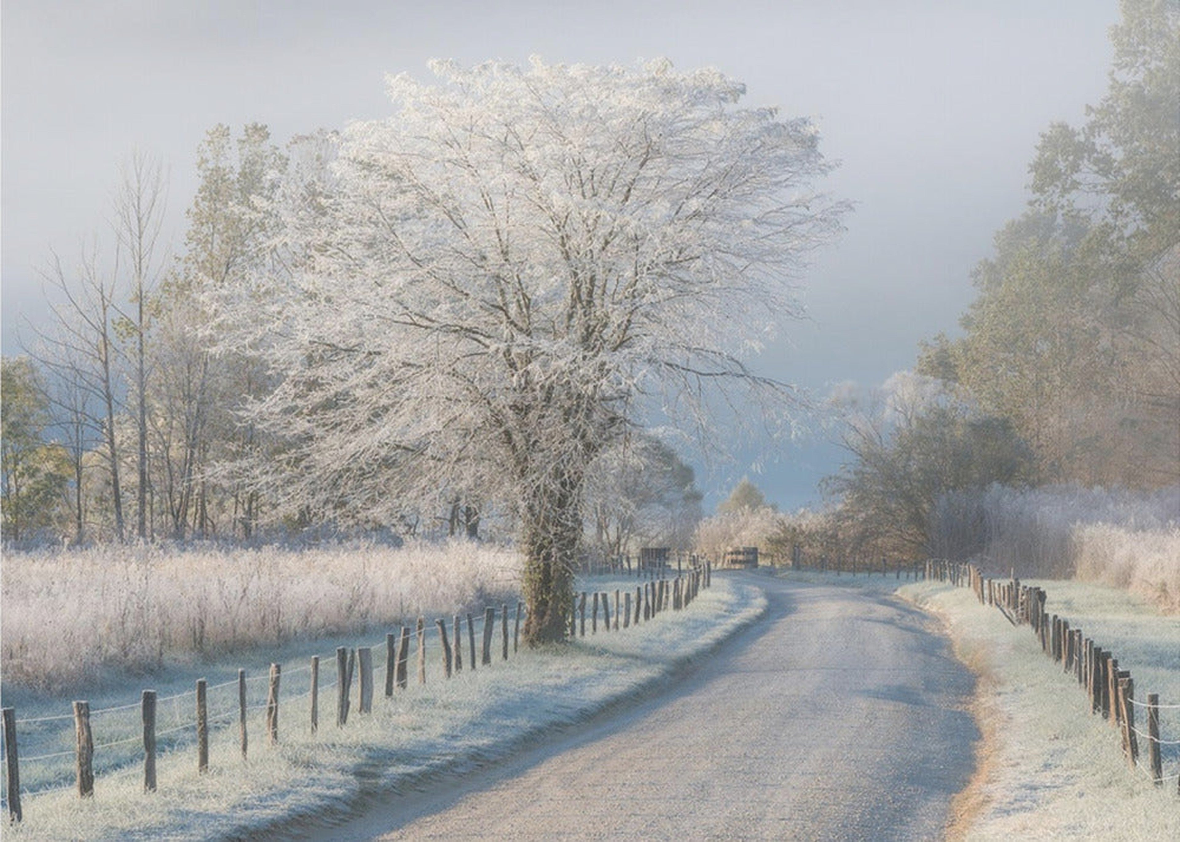 A Frosty Morning