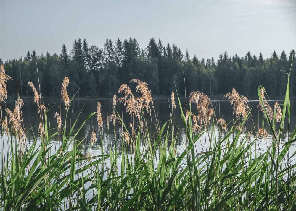Peaceful Lake Reeds