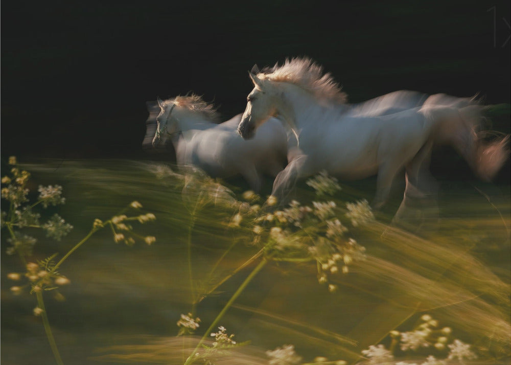 Duel - Hest i bevegelse fototapet