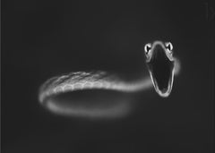 Djur Vine Snake Strike – kvalitetsprodukt för ett vackrare och mer hållbart hem