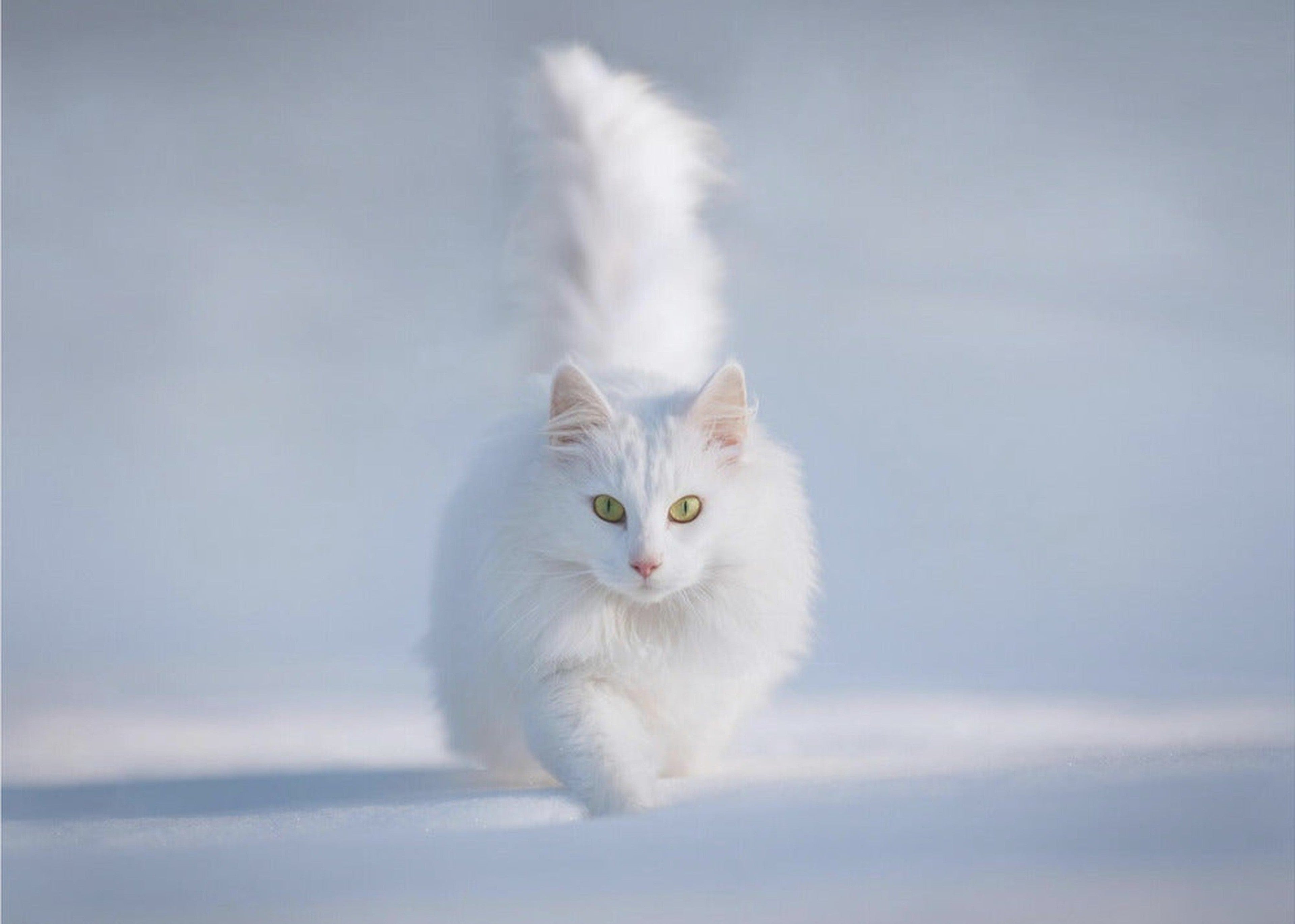 Yellow Eyes