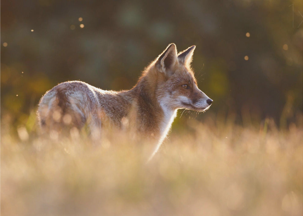 Last Light Fox