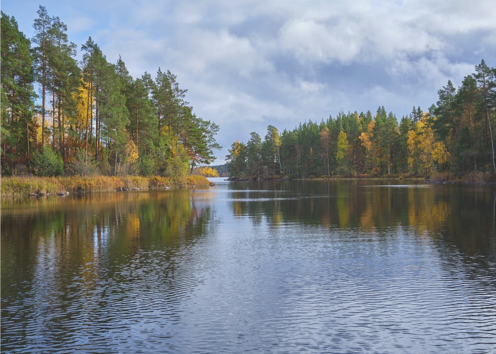 Autumn Forest Reflections