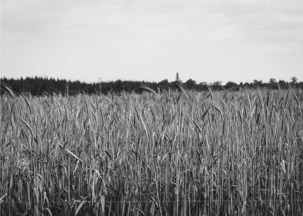 Golden Wheat Field