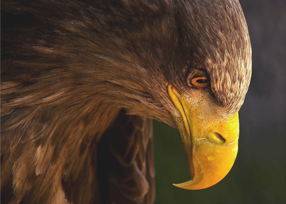 Eagle pursues prey