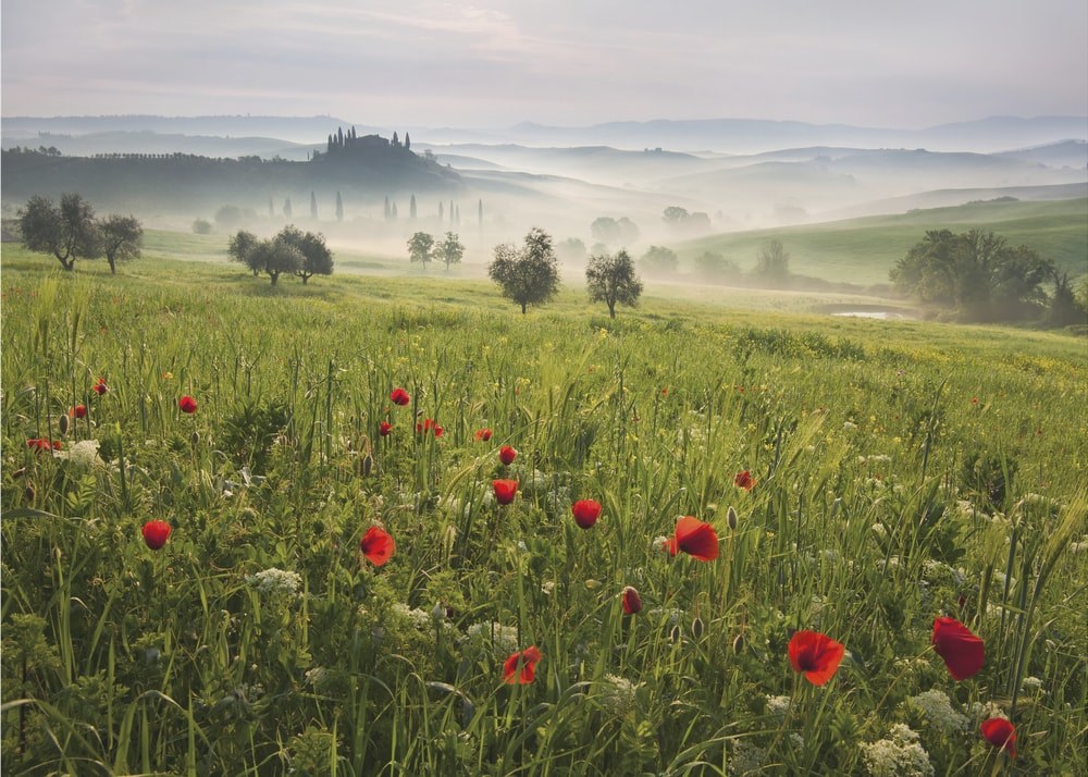 Misty Tuscan Poppies
