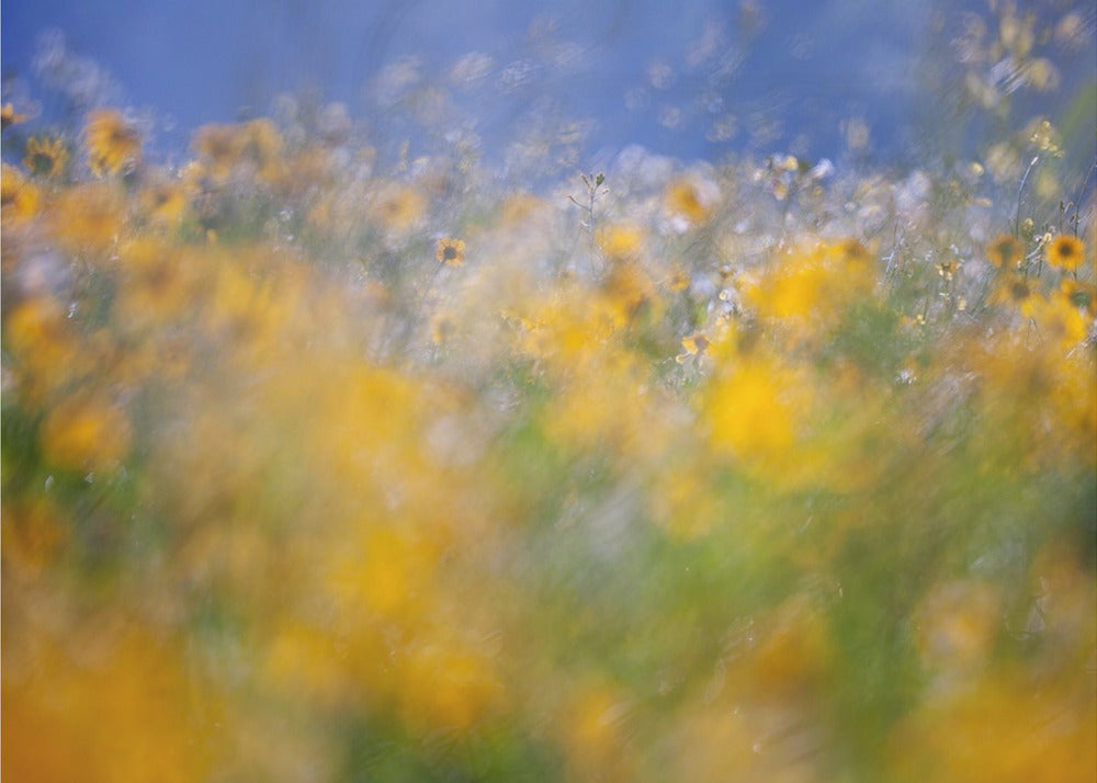 A tribute to Monet