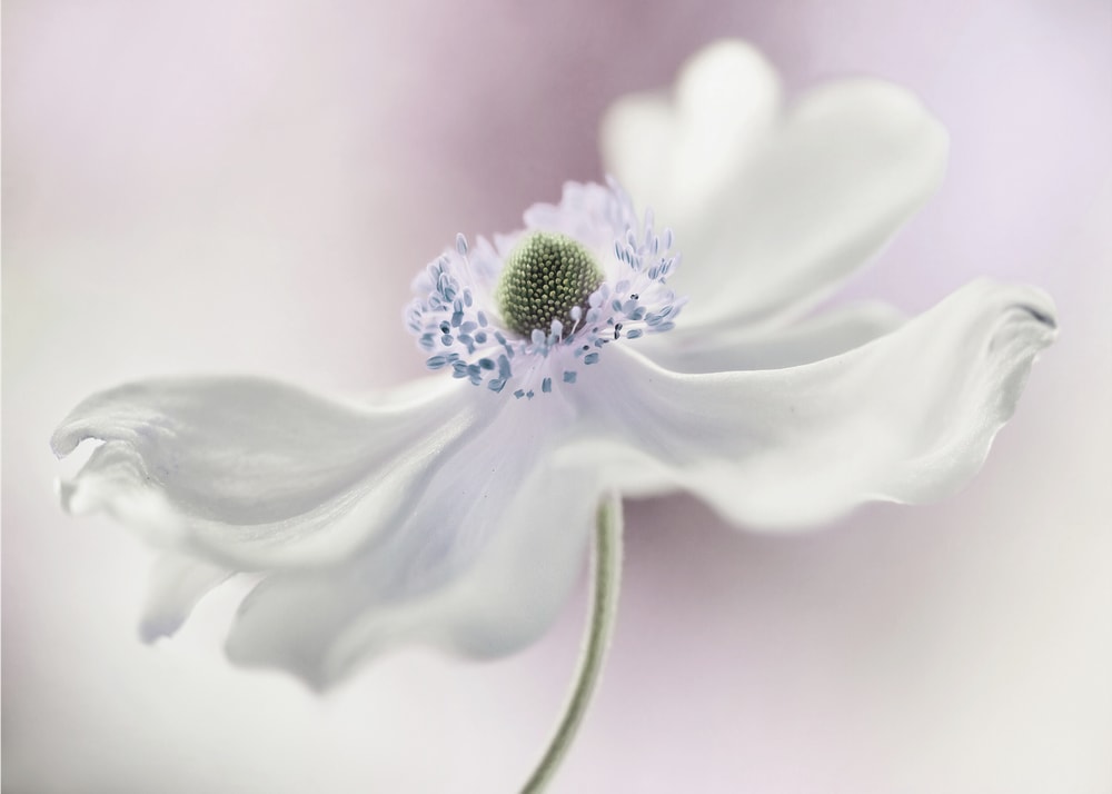 Anemone breeze