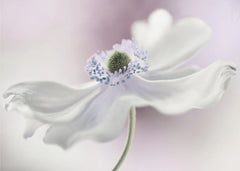 Blommor Anemone breeze – kvalitetsprodukt för ett vackrare och mer hållbart hem