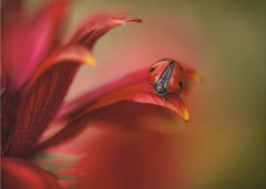 Simply Red
