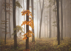 Misty Autumn Forest