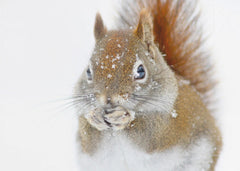 Djur Christmas Squirrel – kvalitetsprodukt för ett vackrare och mer hållbart hem