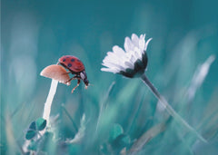 Blommor The story of the lady bug that tries to convice the mushroom to have a date with the beautiful daisy – kvalitetspr...