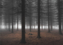Skog Silence – kvalitetsprodukt för ett vackrare och mer hållbart hem