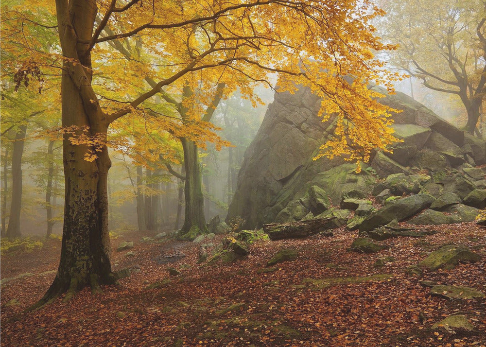 Höstskogen