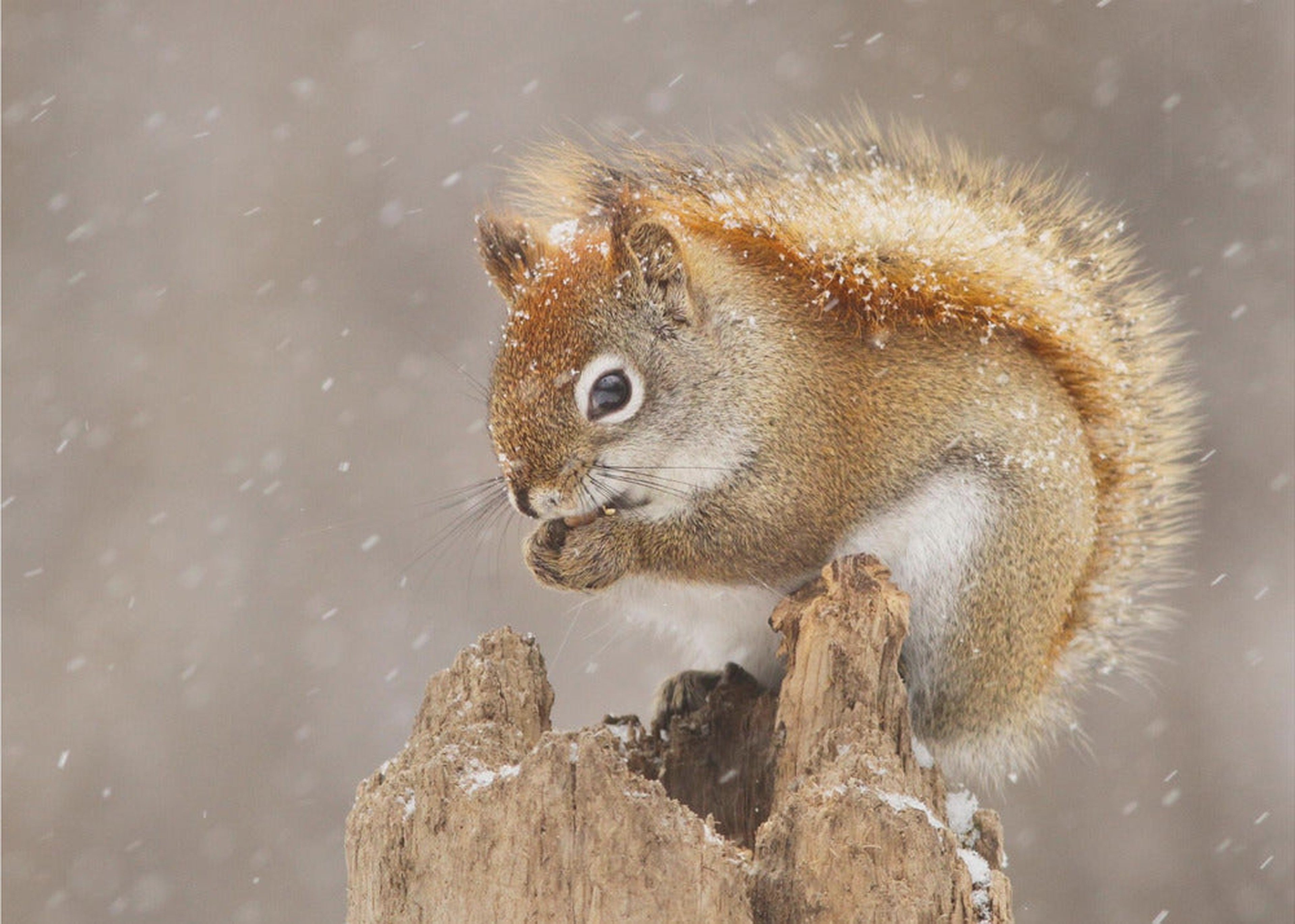 Snow Storm