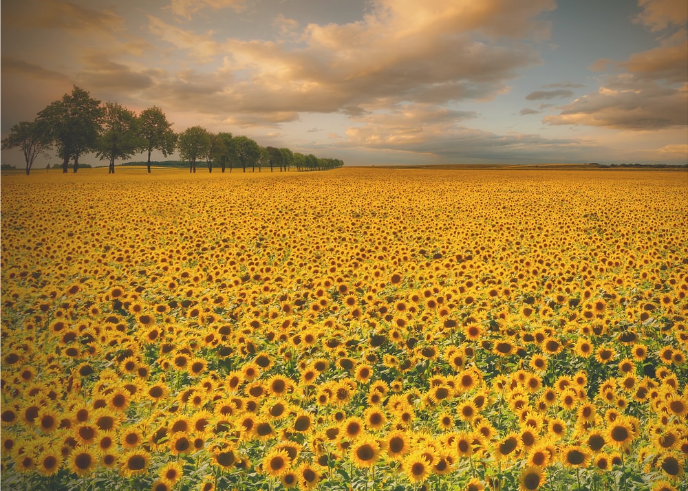 Golden Sunflower Field