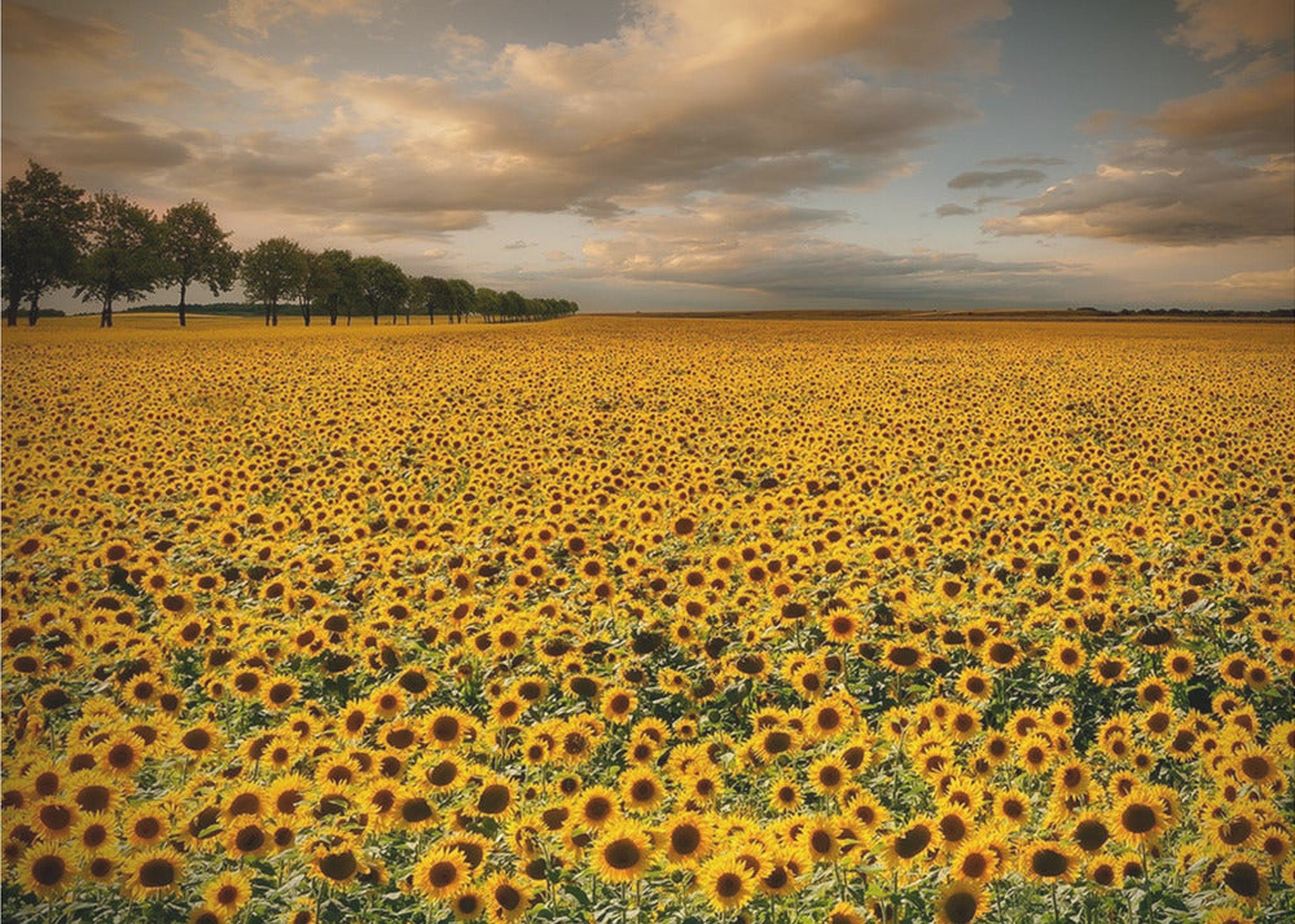 Sunflowers