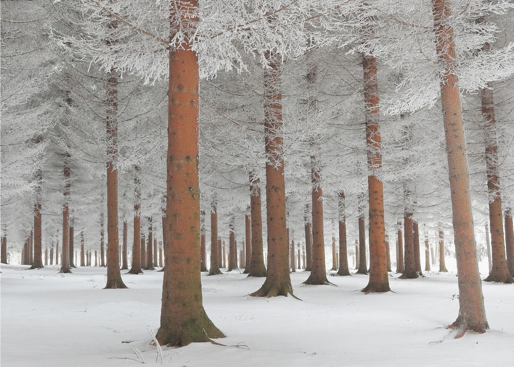 Snowy Evergreen Forest
