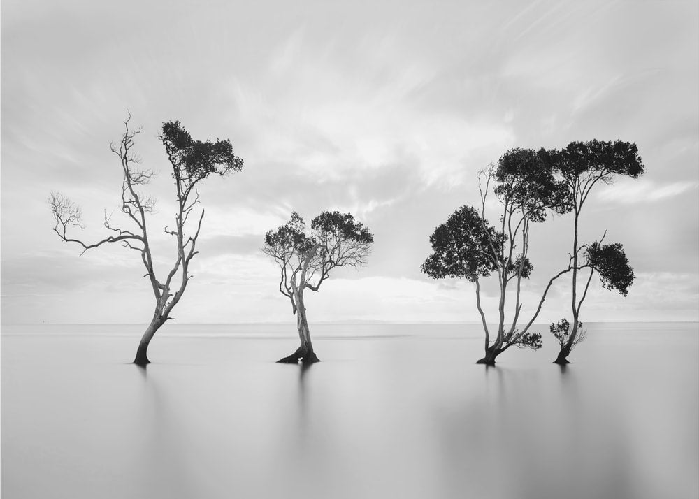 Serene Water Trees