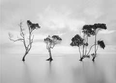 Serene Water Trees