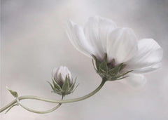 Blommor Simply Cosmos – kvalitetsprodukt för ett vackrare och mer hållbart hem