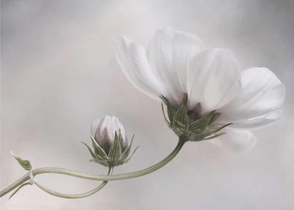 Simply Cosmos
